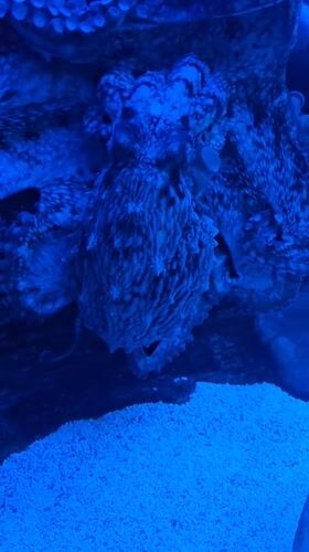 Octopus observed in blue-lit aquarium near Moscow