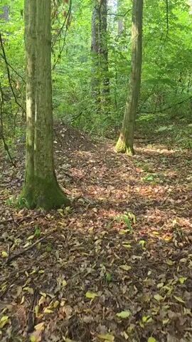 The video pans across a forest floor covered with fallen leaves. The camera moves forward, approaching a large anthill made of dirt and pine needles. The anthill is substantial in size, with a peak and sloping sides. Several leaves are scattered on its surface. The surrounding area is dense with green trees and foliage, suggesting a natural woodland environment. There are no people or animals visible in the frame.