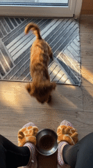 Woman feeds brown poodle during morning routine in Sofia
