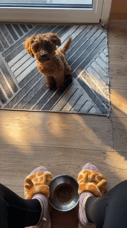 Woman feeds brown poodle during morning routine in Sofia