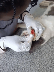 Veterinarian treats cat's ear condition at Nairobi clinic