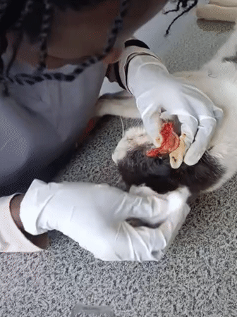 Veterinarian treats cat's ear condition at Nairobi clinic