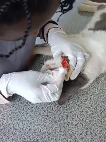 Veterinarian treats cat's ear condition at Nairobi clinic