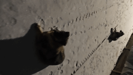 Dogs play in fresh snow during Russian nighttime