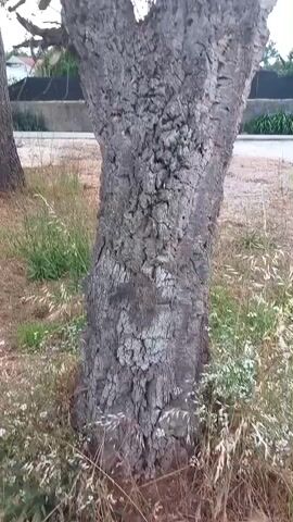 The video shows a close-up of the textured bark of a cork oak tree. The bark is thick, gnarled, and has a distinctive pattern of deep fissures and rough ridges. The tree trunk is thick and appears sturdy, splitting into two main branches near the top of the frame. The lower part of the trunk is surrounded by dry grasses and some small white flowers.

In the background, there's a hint of a paved area, possibly a road or pathway, with a low stone wall or fence running behind it. Beyond the wall, there are some green bushes and trees, suggesting an outdoor, possibly semi-rural or park-like setting. A building or house with a reddish roof is visible in the far distance on the left. The lighting suggests it might be daytime, with the sun casting soft light. The overall impression is natural and tranquil. No people are visible in the video. The text overlays indicate a timestamp and describe the subject as "пробковое дерево," which translates to "cork tree" in Russian.