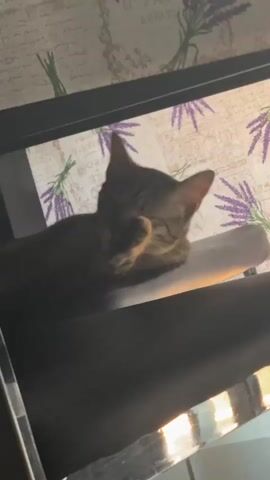 A brown tabby cat is lying on a dark surface, possibly a chair. The cat is grooming itself, with its paw raised to its face. In the background, there is a light-colored fabric with a pattern of purple lavender sprigs and green leaves. The lighting suggests it is daytime, with sunlight casting reflections on the dark surface in the foreground.