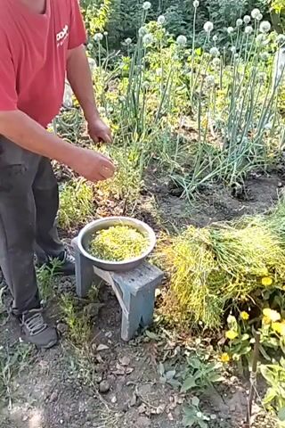The video shows a person in a red shirt and white cap harvesting plants in a garden. The person is holding a bunch of harvested plants in their left hand and is picking small yellow and white flowers from them with their right hand, dropping them into a silver bowl. The bowl is placed on a small blue stool. In the background, there are rows of tall green plants with white flowers, possibly onions. To the right of the stool, there is a large pile of harvested plants. The ground is dirt with some green foliage and yellow flowers. The lighting suggests it is daytime.