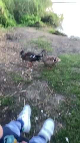 A short video shows two mallard ducks foraging on the ground near a body of water. The camera is positioned low, focusing on the ducks and the legs of a person in the foreground, who is wearing white sneakers and striped pants. The ducks appear to be eating something scattered on the dirt and grass. The environment is natural, with greenery and the edge of a lake or pond visible. The lighting suggests it is daytime, possibly late afternoon or early evening.