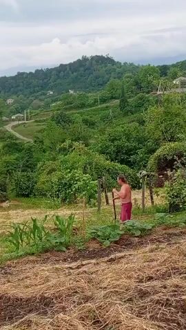 A person wearing a red towel walks across a farm field. The person is holding a tool. The field is covered in dry grass and has several rows of green plants. In the background, there are trees and hills, with houses scattered on them. The sky is cloudy.