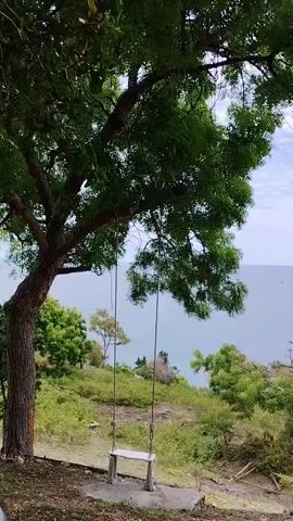 The scene showcases a swing hanging from a large tree branch with a beautiful ocean view in the background. The swing is simple, made of wood, and appears to be in a natural, possibly rustic setting. The tree provides shade over the swing, and its leaves are a vibrant green. Below the tree, the ground is covered with grass and other vegetation. Beyond the vegetation, there is a clear view of the ocean, which appears calm with a few boats visible in the distance. The sky is mostly clear with some scattered clouds. There is background ambient noise that indicates people talking, though no individuals are visible in the frame.
