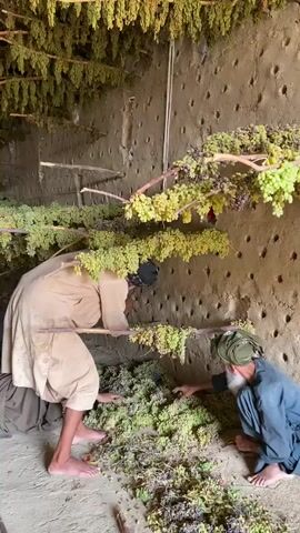 Two men are in a dimly lit room with mud walls that have numerous holes. Bunches of grapes are hanging from wooden racks that extend across the room at different levels. One man, wearing a light-colored robe and dark pants, is bent over a pile of grapes on the floor, appearing to sort or examine them. His feet are bare. The other man, wearing a dark robe and a green turban, is also kneeling on the floor, reaching for grapes. A large quantity of grapes, some green and some purple, are scattered on the floor around them. The ceiling is also covered with hanging grapes. The overall impression is one of harvesting or processing grapes.