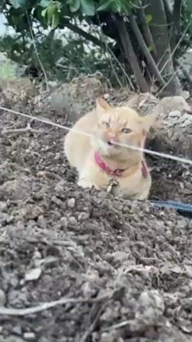 A medium shot shows an orange tabby cat crouched in a mound of soil, facing forward. The cat wears a pink collar with a bell. It licks, paws, and chews at a thin white string stretched across the mound.  Behind the mound is a low-hanging shrub with dark green leaves. Part of a dark metal rod is visible to the right of the cat.  The overall environment appears to be an outdoor, somewhat cluttered garden area. The light is overcast.