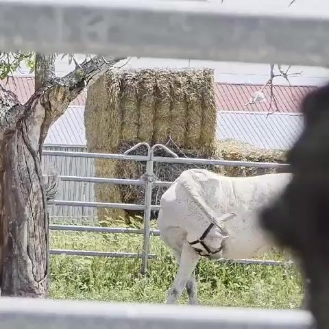 The video captures a serene outdoor scene on a farm, likely in Ivan Vazovo, Bulgaria. The main subject is a white horse with dappled markings, wearing a dark halter. It is seen in profile within a fenced enclosure, gently grazing or looking down at the grassy ground, taking slow, deliberate steps forward. The horse's tail is long and white.

In the background, several large, round hay bales are stacked against a metal fence. Behind these, parts of farm buildings or sheds are visible, characterized by corrugated roofs, some red and some white. A bare tree trunk stands prominently on the left side of the frame, partially obscuring the distant background. The foreground features a blurry element, possibly another fence or railing, through which the scene is viewed.

The activity of the horse suggests a calm, unhurried pace of life on the farm. The bright, clear lighting indicates it is daytime, likely a sunny day with no apparent adverse weather conditions. The overall setting is distinctly rural, consistent with a farming environment. A dark, blurry shape is visible on the far right, possibly another animal or an object. There is no visible text in the video.