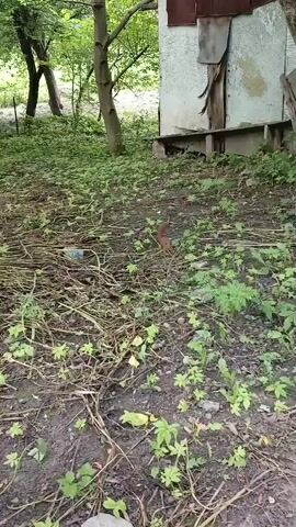 The video shows a ground-level view of an overgrown, outdoor area. The ground is covered with dirt, dead leaves, twigs, and numerous small green plants. In the background, there is a rustic, weathered structure that appears to be some kind of shed or outbuilding, with a door made of plywood. A tree trunk is visible to the right of the structure. The overall impression is one of neglect and natural overgrowth.