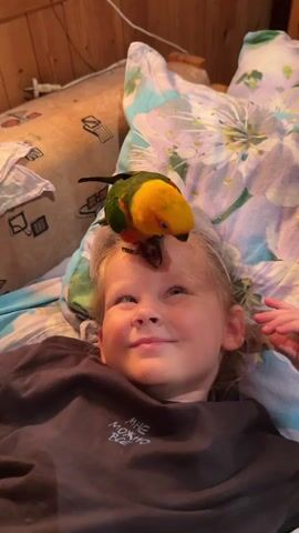 A young girl with blonde hair lies on her back, eyes closed and smiling contentedly. She is wearing a dark gray t-shirt with white text that reads "МНЕ МОЖНО ВСЁ" (which translates to "I can do anything"). Resting on her forehead is a small parrot with bright green, yellow, and orange plumage. The parrot is looking down at the girl's face.

They are situated in a bedroom, as suggested by the pillows with floral patterns and the wooden wall in the background. The lighting appears to be natural, possibly from a window, creating a warm glow on the girl's face. The scene evokes a feeling of tenderness and affection between the child and the pet. The parrot's gentle interaction with the girl's forehead indicates a trusting relationship.
