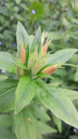 This is a close-up, vertical shot of a cluster of unopened flower buds on a plant. The buds are elongated and have a fuzzy, textured surface. Some of the buds are a light green color, while others have tinges of brown or rust. They are arranged in a star-like formation at the top of the plant, surrounded by large, pointed green leaves. The background is softly blurred, showing more green foliage and hints of small purple flowers.

The lighting appears to be natural and diffused, suggesting it could be daytime, possibly morning or late afternoon, with overcast skies or dappled shade. There are small water droplets visible on some of the leaves, indicating recent rain or dew.

The subject is a plant, likely in a garden or natural setting. The context provided suggests the location is Gliczarów Górny, Poland. There is no activity or event taking place; the focus is solely on the botanical subject. No people, objects, or visible text are present in the media file. The overall mood is tranquil and natural, highlighting the detail and texture of the developing buds.