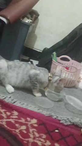A grey and white cat is drinking from a clear bowl on a grey rug. The cat has a collar with a bell. In the background, there is a pink basket and other objects. The scene appears to be indoors.