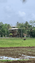 Rural morning scenes documented in Ahangama, Sri Lanka
