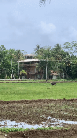 Rural morning scenes documented in Ahangama, Sri Lanka