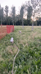 Dogs playing and walking in Milan park area