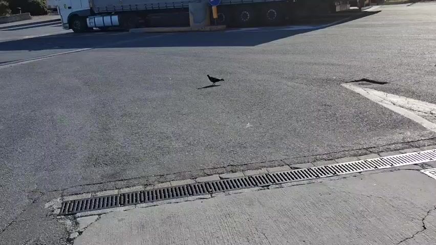 A bird walks on an asphalt surface. The bird is dark colored and appears to be a pigeon. The bird's shadow is visible behind it. In the background, a large truck is parked. The truck is white and has a large trailer. The environment appears to be an outdoor setting with sunlight casting shadows. There are also some road markings and a drain grate visible on the asphalt.