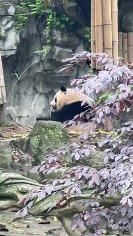 The video shows a panda sitting near some rocks, bamboo and a bush with dark red leaves. The panda sits with its back to the camera, and is eating something.  A woman can be heard speaking in the background, in Chinese.