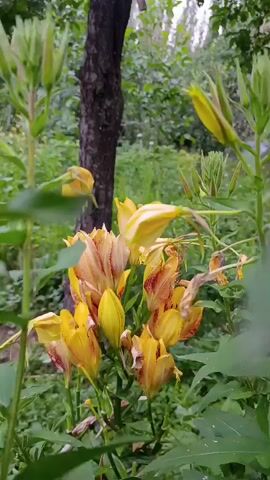 This media file is a close-up shot of a cluster of yellow lilies in a garden. The lilies are in various stages of bloom, with some fully open and others still in bud. The flowers have delicate, trumpet-shaped petals with hints of orange and red on the inside of some petals. Their stems are tall and green, with lush foliage surrounding them.

In the background, a dark, rough-barked tree trunk stands prominently, suggesting a natural or semi-wild setting. Beyond the tree and the lilies, a blurred backdrop of green foliage and trees indicates an outdoor environment. The overall impression is one of natural beauty and tranquility. The lighting suggests it might be a cloudy day, or possibly early morning or late afternoon, as there are no harsh shadows. The scene evokes a sense of peacefulness and the simple beauty of nature. The location is identified as Ak-Döbö, Kyrgyzstan. There is no visible text in the media file.