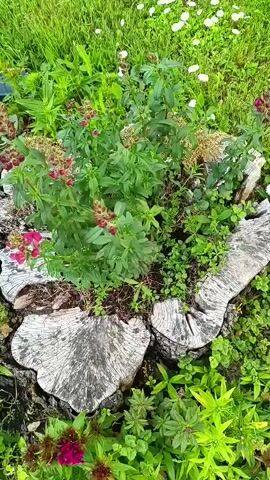 A close-up, high-angle shot shows a small, green plant with red flowers growing out of a weathered, gray tree stump. The stump is split into two pieces, forming a rough heart shape. Small white flowers and green grass surround the stump and plant. The scene is outdoors, with natural lighting.