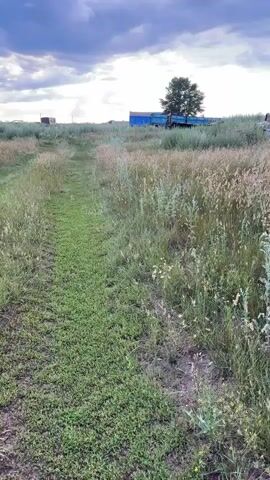This is a vertical video taken from a low angle, showing a dirt path in a field of tall grass. The path leads into the distance, where a single tree stands behind a blue structure and a truck. The sky is filled with dark, dramatic clouds, with hints of sunlight breaking through. The grass on either side of the path is overgrown and has seeds heads. There are also some other structures and objects scattered in the distance. The overall impression is one of a rural, somewhat desolate landscape under a turbulent sky.