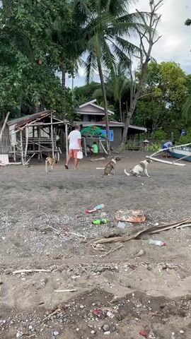 A man in an orange-patterned shirt and white shorts walks across a dark sand beach, carrying a white plastic bag. He is walking towards the right of the frame. In front of him, three dogs are visible on the sand. One dog is standing and facing left. Another dog is sitting and facing towards the man. The third dog is sitting and facing away from the man and towards the right of the frame. Behind the man, there is a small, dilapidated wooden structure with a corrugated metal roof on the left side of the frame. Further back, there is a two-story house with a gray roof and blue siding. Palm trees and other green foliage are present in the background. A white boat is docked on the right side of the frame. The beach is littered with small pieces of debris, including plastic bottles, Styrofoam, and wood. The overall environment appears to be tropical and somewhat neglected.