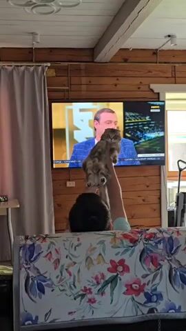 A person is holding up a cat in front of a television screen. The television shows a man in a suit talking. The room is made of wood.