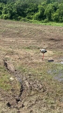 A stork with a white body, black-tipped wings, and red legs and beak is seen in the center of the frame, facing away from the camera. It is standing in a muddy, grassy area with a dirt field beyond, and a line of green trees in the background under a clear sky. The stork then turns its head to the left, then back to the center, then to the right, and then to the center again, as it slowly walks away from the camera toward the dirt field.
