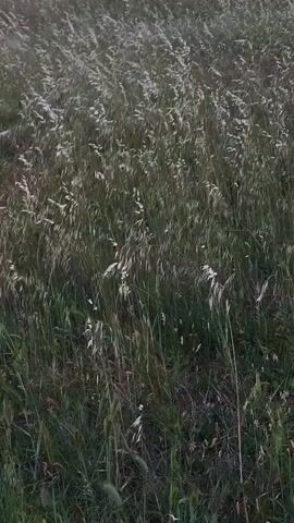 The video shows a field of tall, waving grass. The grass is mostly green and brown, with some white seed heads visible. The wind is blowing the grass, creating a rippling effect across the field. The lighting is dim, suggesting it is either early morning or late evening.