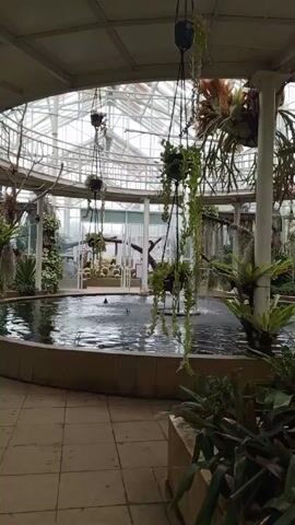 The video shows an indoor botanical garden with a round pond in the center. There are several hanging plants around the pond. In the background, through the glass enclosure, there is a visible collection of cacti. The floor is made of square tiles. The greenhouse has a glass ceiling, allowing natural light to illuminate the plants. A few people are faintly visible walking in the background.