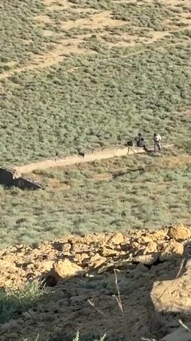 The video shows a herd of animals, likely elk, grazing in a semi-arid landscape. The animals are a mix of brown and tan colors. They are spread out across a gentle slope covered in low-lying green and tan vegetation. In the distance, a man-made structure, possibly a small building or ruin, is visible. The terrain is uneven, with rocky outcrops in the foreground. The lighting suggests daytime.