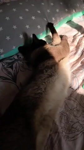 A Siamese cat is lying on its back on a bed. The cat's body is mostly obscured by shadows, but its face, paws, and tail are visible. The cat's eyes are open and it appears to be looking at the camera. The bed is covered in a floral patterned sheet, and there is a pillow with white stars on it in the background. The lighting in the room is dim, and there are some sunbeams casting shadows on the bed.