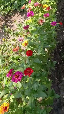 The video displays a close-up, slightly angled view of a row of zinnias in full bloom. The flowers exhibit a variety of colors, including pink, red, yellow, orange, and white. They are surrounded by lush green foliage and are planted in dry, cracked earth. The lighting suggests it is daytime, with sunlight illuminating the flowers and creating shadows. The camera appears to be moving slowly, panning along the row of flowers. There are no people or animals visible in the frame.
