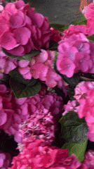 Walking tour captures flowers and shops in Noordwijk