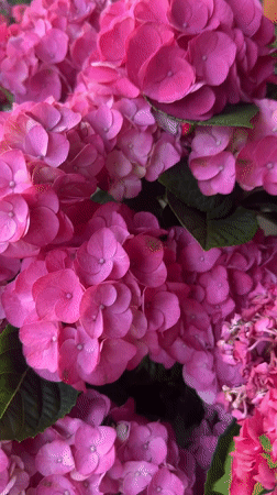 Walking tour captures flowers and shops in Noordwijk