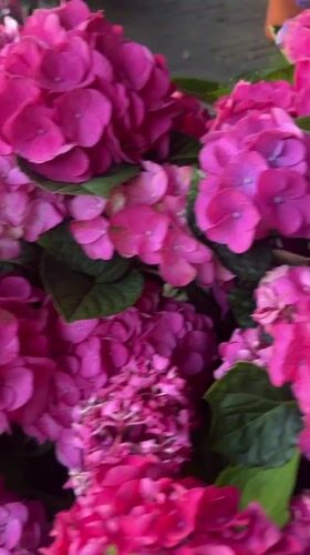 Walking tour captures flowers and shops in Noordwijk