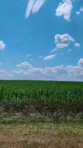 This video shows a person's perspective from a moving vehicle traveling alongside a large, green cornfield under a bright blue sky with scattered white clouds. The field appears to be in the foreground, with the horizon line visible in the distance. As the vehicle moves, a white object, possibly trash or debris, is briefly visible near the edge of the field before the view shifts again. The video appears to be shot during the daytime, possibly in the summer.