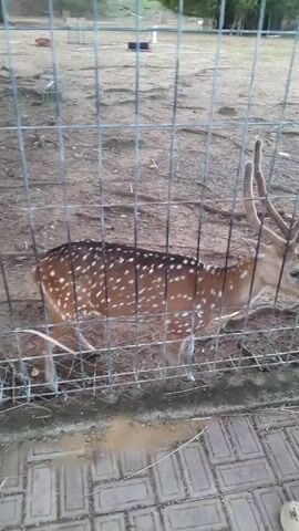The video shows a boy standing in front of a fenced enclosure containing a deer. The deer is brown with white spots and has antlers. The boy is wearing a blue shirt with the word "POLICE" printed on the back. He appears to be holding a green object in his hand. The enclosure is made of wire fencing, and the ground inside is covered with dirt and some vegetation. The area outside the enclosure is paved with light-colored brick and surrounded by trees.