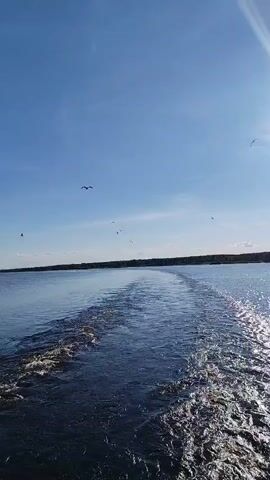 This is a video capturing a serene view from a boat moving through calm water. The camera is positioned at the stern of the vessel, looking back, and shows the wake churned up by the boat's passage. The water is a deep blue, reflecting the clear, bright sky above. Sunlight glints off the water's surface, creating a shimmering effect. Several seagulls are visible in the sky, soaring gracefully in the distance, adding a touch of wildlife to the scene. A distant tree line forms a dark silhouette against the horizon, indicating land. The sky is a vibrant, cloudless blue, with the sun positioned in the upper right quadrant of the frame, suggesting it is likely midday or early afternoon. The overall mood is peaceful and tranquil, evoking a sense of calm and freedom associated with being out on the water. No text is visible in the media.