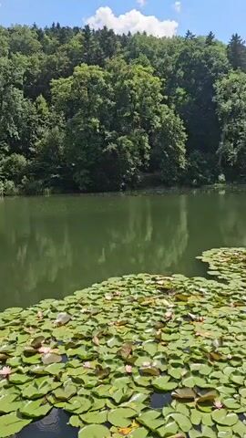 This media file depicts a serene natural scene at a lake, likely in St. Gallen, Switzerland, given the provided location context. The foreground is dominated by a dense carpet of lily pads, many of which are adorned with delicate pink water lilies. These pads create a textured, verdant surface on the calm, green water.

The lake itself reflects the lush greenery of the surrounding landscape and the bright blue sky, dotted with fluffy white clouds. This suggests a pleasant, sunny day, likely in the late morning or early afternoon given the quality of light and the long shadows not being prominent.

In the background, a dense forest of mature trees rises up a hillside, forming a rich tapestry of green. The trees appear healthy and full, indicative of a temperate climate. The overall impression is one of tranquility and natural beauty. There are no people or explicit objects other than the natural elements visible in the frame. The focus is entirely on the natural environment, evoking a sense of peace and quietude. No text is visible in the media.
