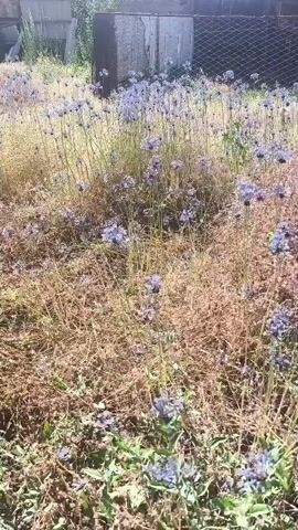 The media file depicts an outdoor scene in a rural setting, likely in Малиновка, Kyrgyzstan. The foreground is dominated by dry, brown grass and some green foliage. Scattered throughout this area are small, delicate purple flowers. In the midground and background, there are more of these purple flowers interspersed with tall, dry stalks of vegetation, creating a somewhat wild and unkempt appearance. Beyond the field of flowers, there are trees and shrubs, indicating a natural or semi-natural landscape. A faint, utilitarian structure, possibly a fence or a shed, is visible in the far background, suggesting human presence or past habitation in the area. The lighting suggests it is daytime, with sunlight casting shadows and illuminating the scene. The overall impression is one of a natural landscape in a state of late bloom or drying out, with a sense of quietude and untouched nature. There is no visible text in the media file.