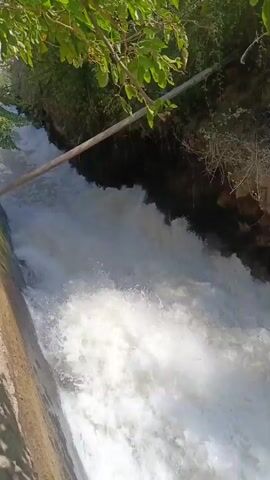 A fast-flowing stream of water cascades over a concrete structure. The water is white and frothy, indicating a rapid descent. Lush green foliage hangs from trees on the left side of the frame, partially obscuring the view. On the right, the banks are lined with dry brush and earth. A wooden beam stretches across the water, supported by posts on either side. The overall impression is of a man-made structure designed to control or divert a significant volume of water in a natural environment. The lighting suggests it is daytime, with sunlight filtering through the leaves.