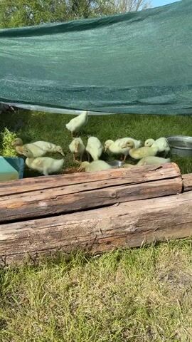 The video shows a group of ducklings, approximately 10-12 in number, huddled together in a grassy area partly shaded by a green tarp. The ducklings are light yellow and white in color. Some are eating from a metal dish while others are standing or resting. A small blue container sits to the left. A stack of rough, weathered logs creates a barrier in the foreground of the ducklings. The background shows more grass and hints of trees and a clear blue sky. The lighting is bright and sunny.