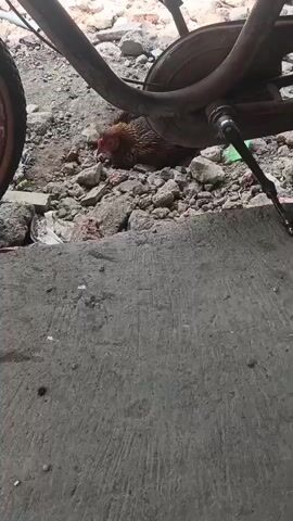 A brown and tan chicken is lying on the ground near the wheel of a rusty bicycle. The ground is covered in debris, including rocks and broken concrete. The chicken appears to be resting or nesting.