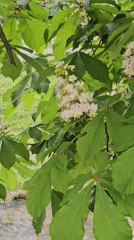 Spring blooms and duck observed along Blagoevgrad stream