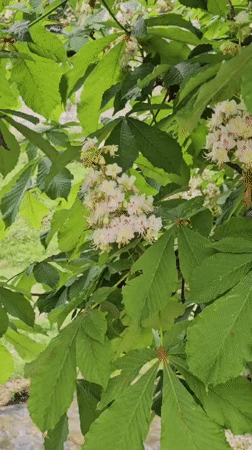 Spring blooms and duck observed along Blagoevgrad stream